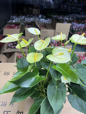 半土半水绿掌黄掌红掌水培植物室内花卉绿植盆栽开花好养活