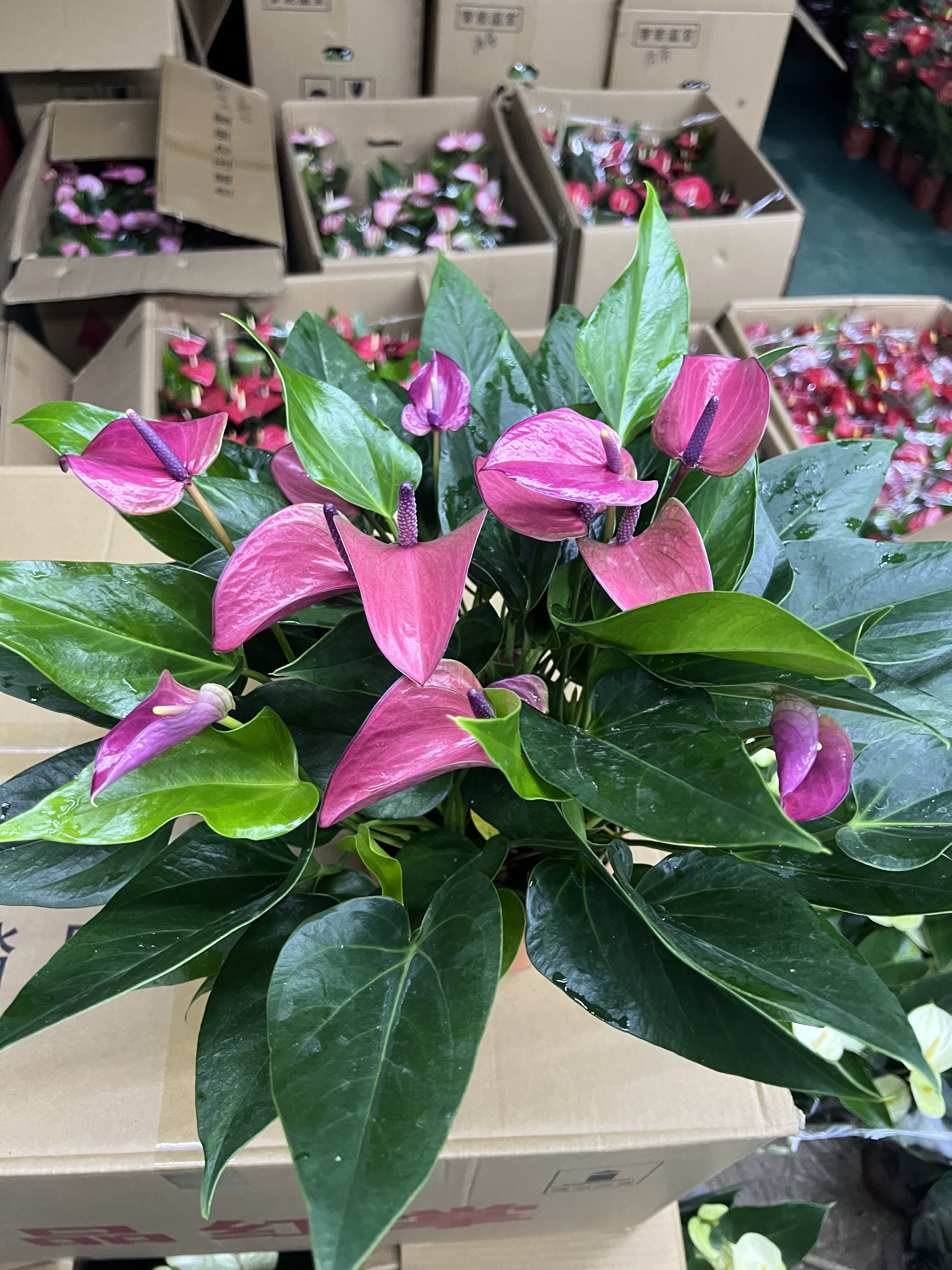 紫掌飒露紫桌面红掌带花发货四季开花半土半水