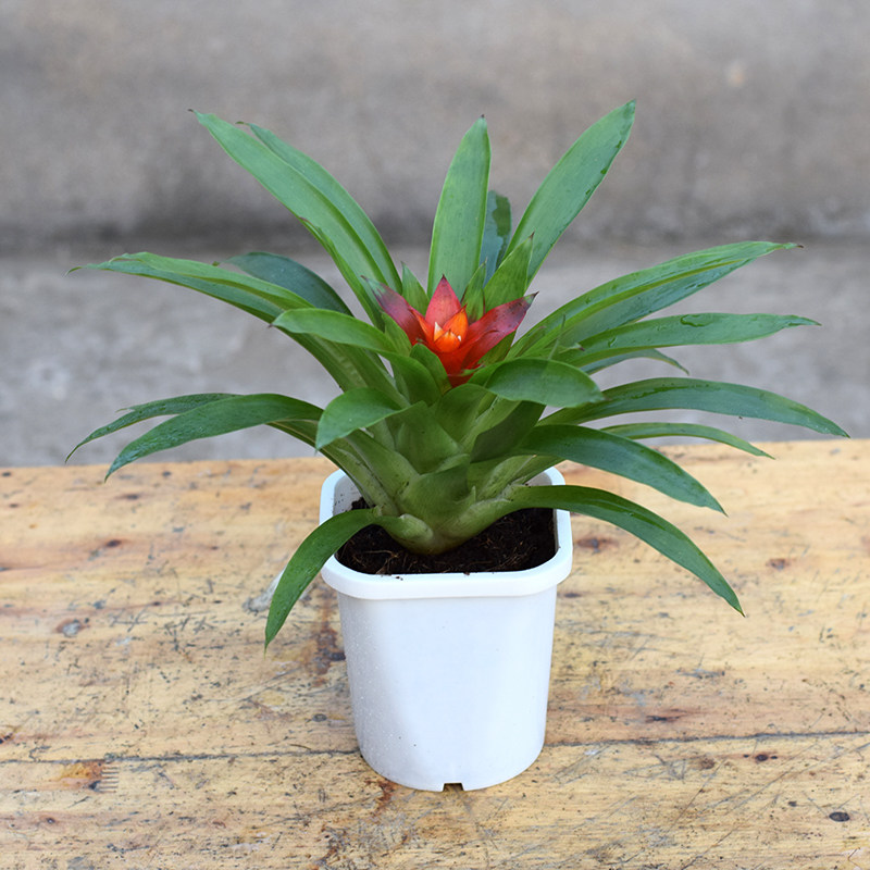 鸿运当头小红星绿植小盆栽办公室内绿色四季开花植物盆景带盆栽好