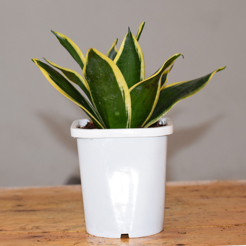 荷花兰金边短叶虎皮兰虎尾兰盆栽化空气甲醛绿植卧室常备