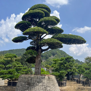 一对一选树 小叶雀舌罗汉松精品造型树别墅庭院家院地景盆景