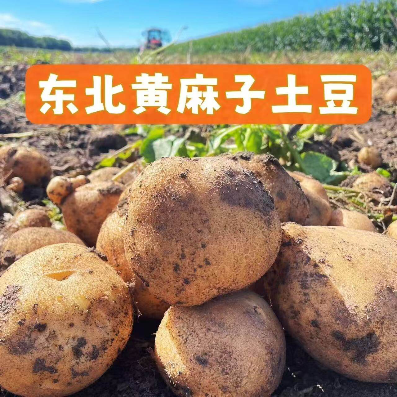 东北新鲜土豆老品种黄麻子麻皮黄心面新土豆起砂炖煮非转一年一熟