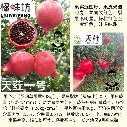 天荭®软籽石榴树苗南北方庭院