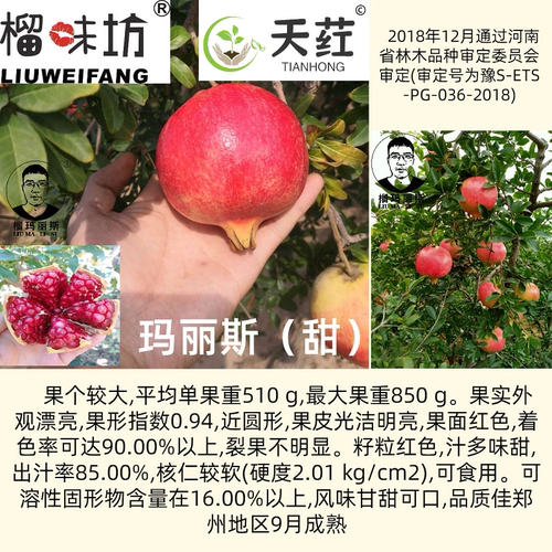 榴玛丽斯®软籽石榴树苗