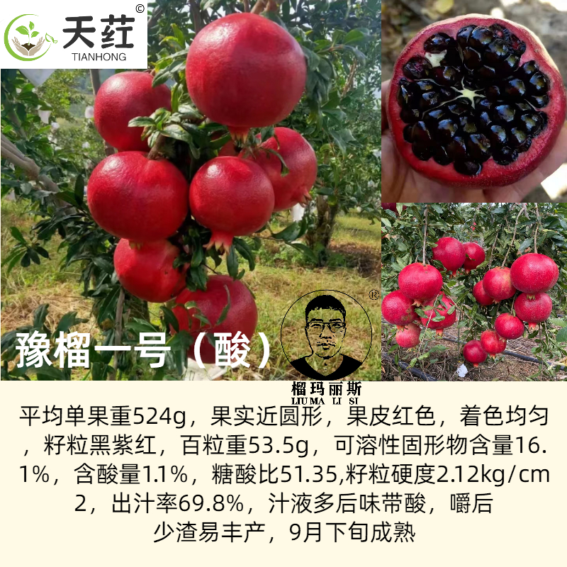彰冠®豫榴一号新品种黑籽软籽石榴树庭院种植花盆栽嫁接石榴树苗
