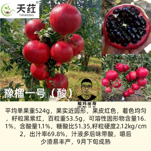 彰冠®豫榴一号新品种黑籽软籽石榴树庭院种植花盆栽嫁接石榴树苗