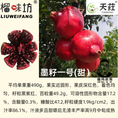 墨籽®一号软籽石榴树苗