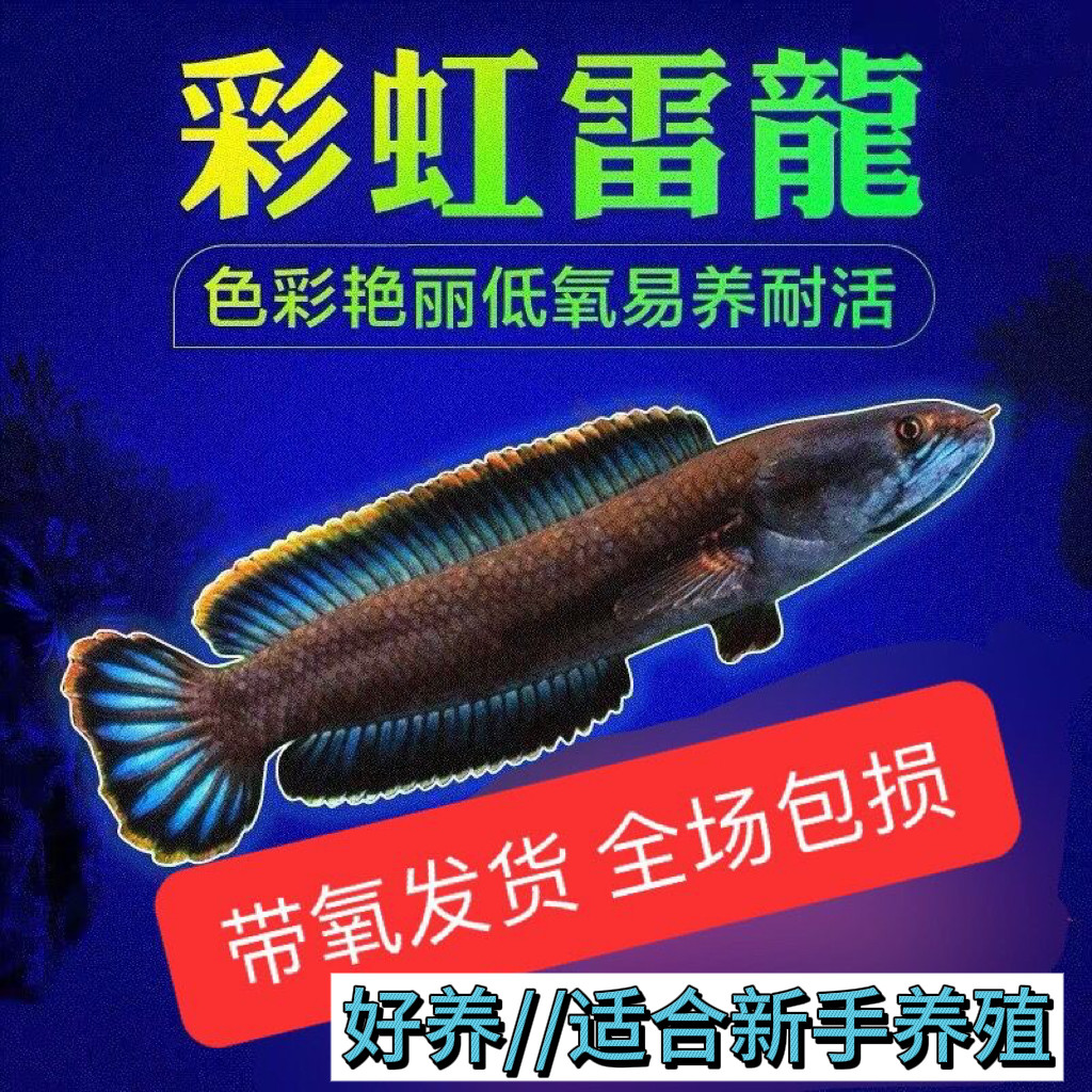 观赏鱼彩虹雷龙鱼冷水鱼七彩雷龙鱼凶猛淡水活体凶猛鱼热带鱼好养,宠物/宠物食品及用品,鱼,淘宝优惠券,粉丝福利购,淘宝优惠卷