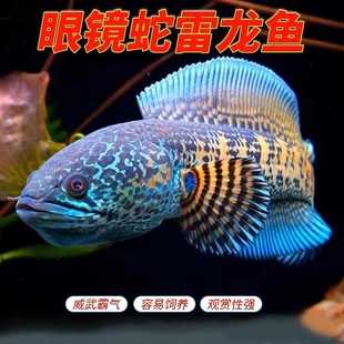 黄金眼镜蛇雷龙凶猛中大型观赏鱼类食肉易饲养彩虹雷龙观赏鱼淡水