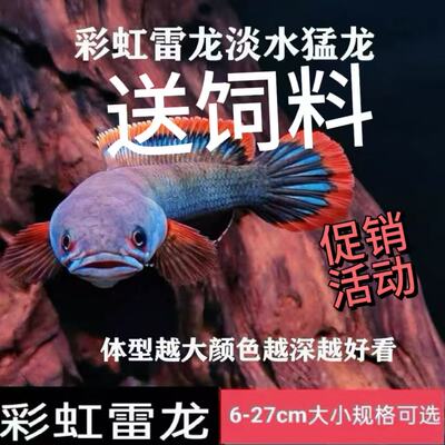雷龙观赏鱼彩虹雷龙淡水鱼好养活