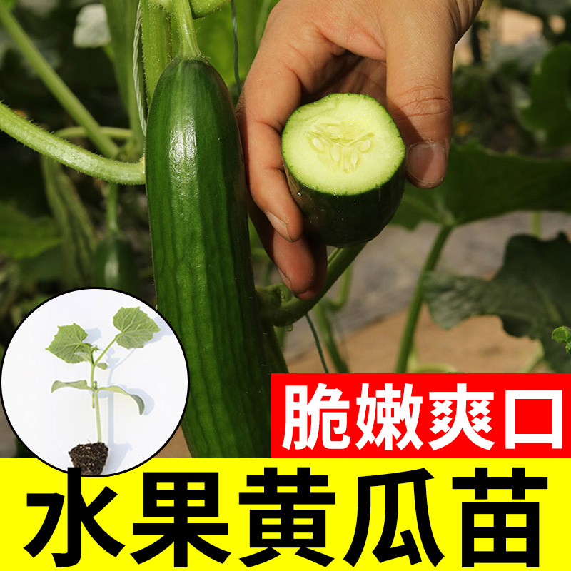 青瓜种子水果黄瓜大全盆栽蔬菜苗