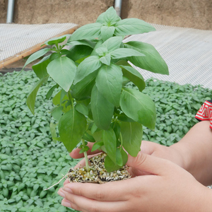 河南大叶荆芥种子苗盆栽带土青菜