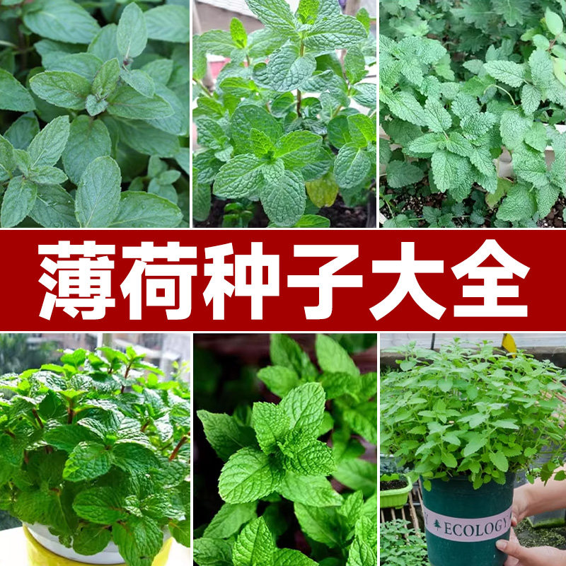 可食用绿植阳台薄荷种子图片