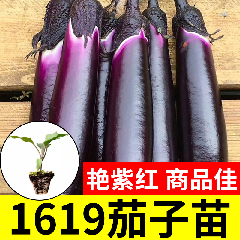 杭茄茄子种子蔬菜苗春
