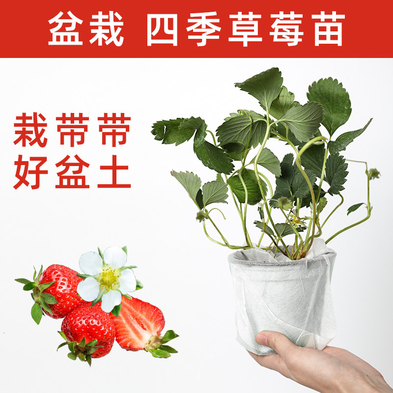 牛奶草莓种籽子盆栽种植奶油白草莓四季种子带土带盆阳台苗秧苗