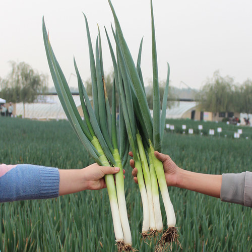 山东章丘大葱苗子蔬菜四季