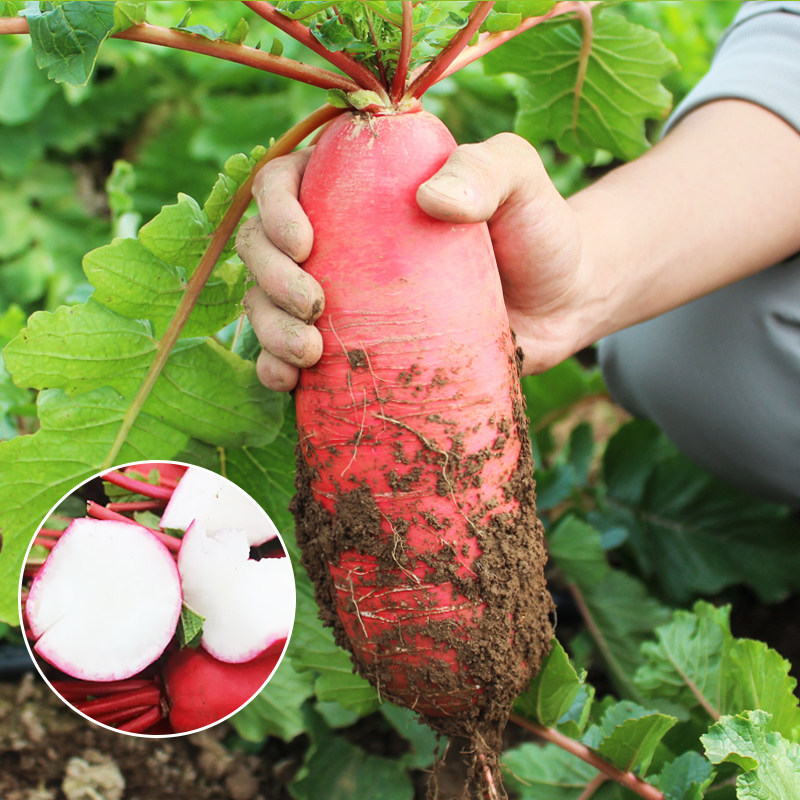 老不糠水萝卜种子种籽红皮水果罗卜籽种四季盆栽菜种红蔬菜孑子秋