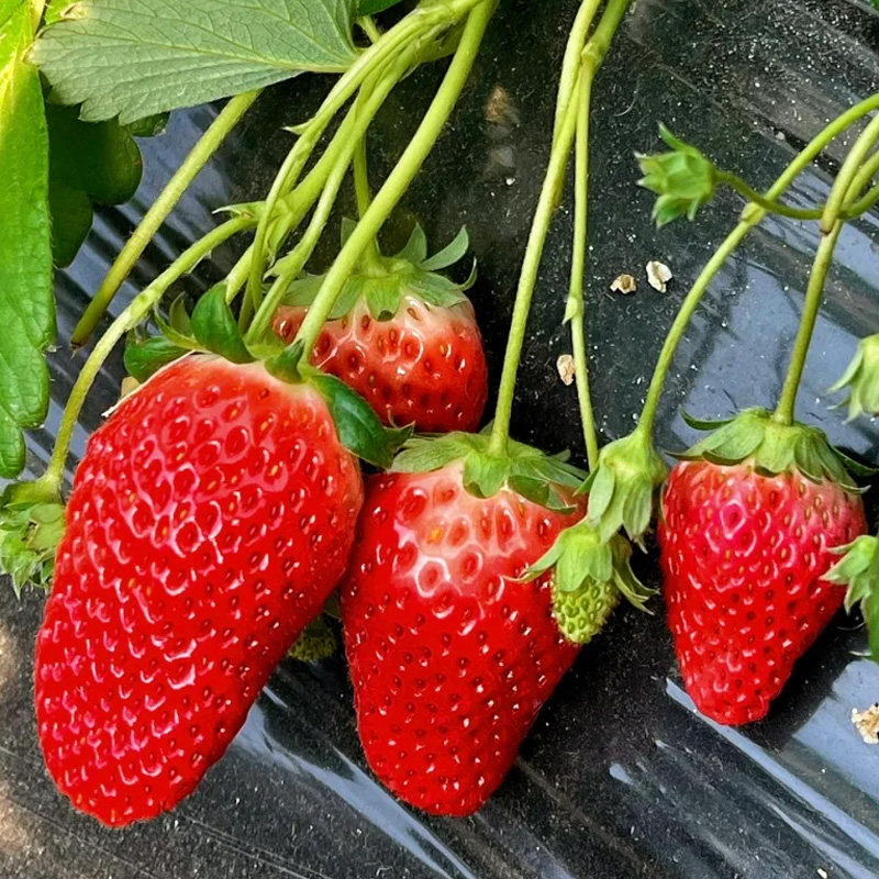 盆栽奶油白草盆栽种籽子四季牛奶草莓种苗带土带盆阳台秧苗新苗秧