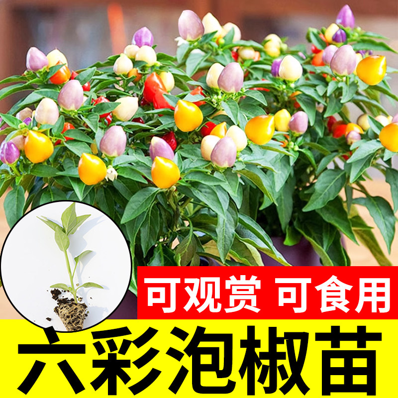 五彩椒泡椒种子七彩辣椒水果四季甜椒盆栽秧苗新鲜蔬菜苗种籽广西,鲜花速递/花卉仿真/绿植园艺,种苗/半成品盆栽,淘宝优惠券,粉丝福利购,淘宝优惠卷