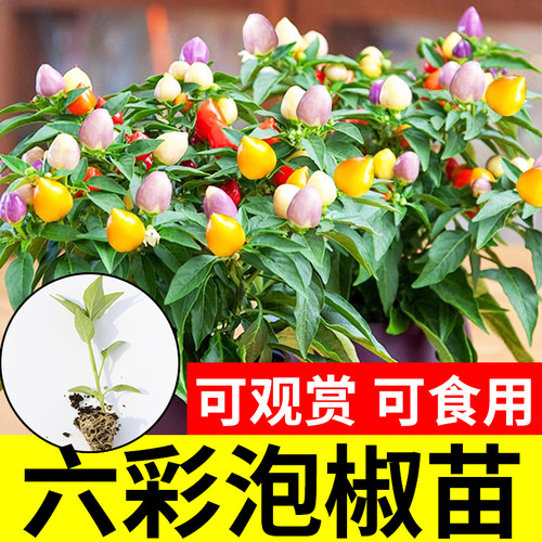 多彩泡椒苗观赏辣椒种子