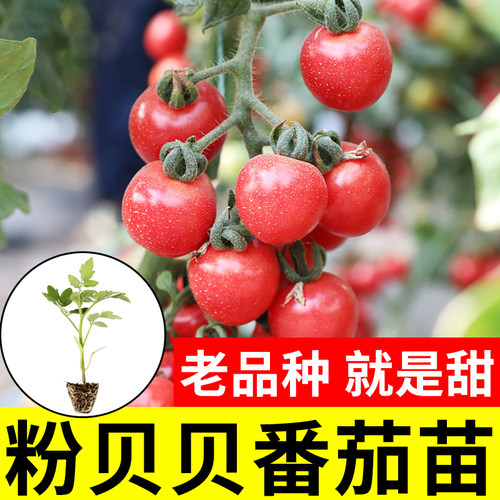 大粉西红柿种籽普罗旺斯番茄
