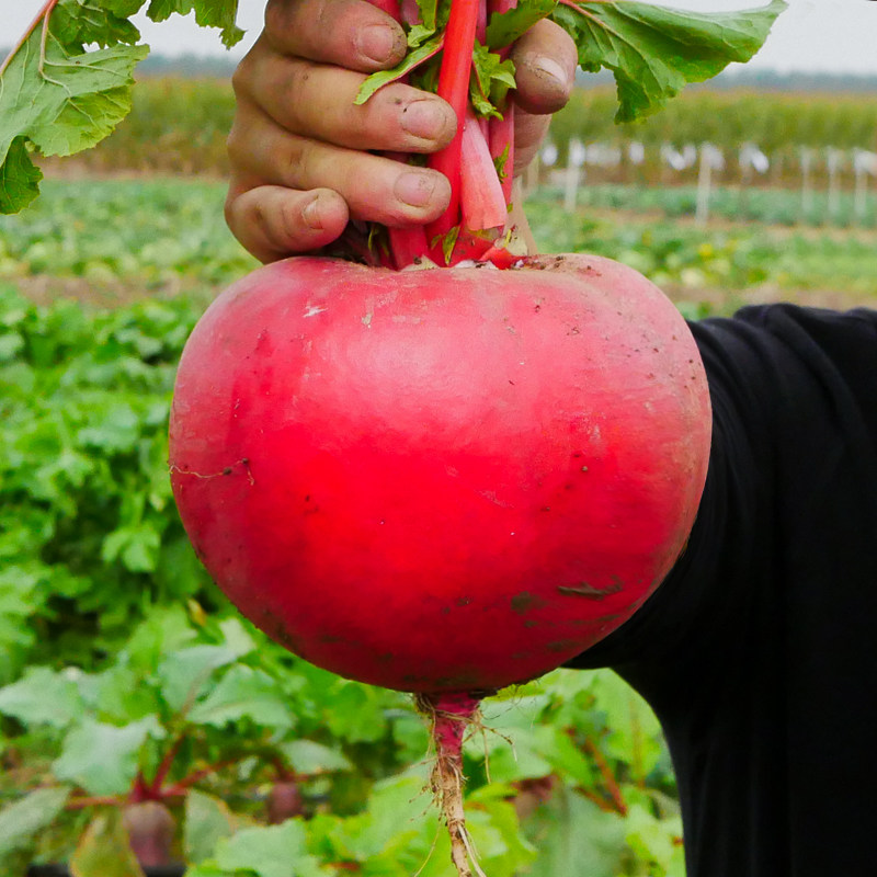 东北大红萝卜种子红皮水果胭脂萝卜籽种水罗卜种籽雌性秋季蔬菜孑