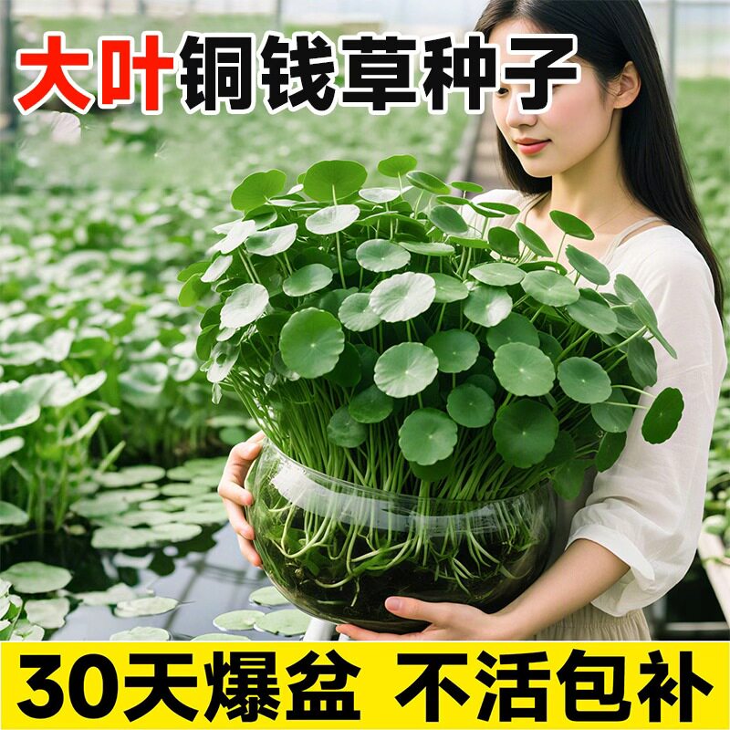 精品水培植物铜钱草种子客厅办公室内外绿植盆栽水养带叶金钱草籽