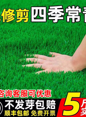 草坪草籽四季常青护坡固土狗牙根马尼拉庭院地毯草绿化黑麦草种子