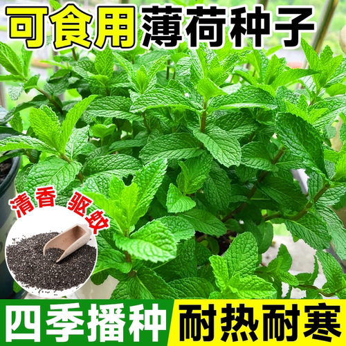 可食用薄荷种籽子盆栽猫薄荷种子阳台植物蔬菜种孑四季种植花种子