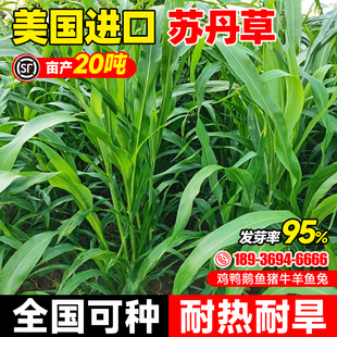 苏丹草草籽高产牧草种子高丹王草种籽养殖鸡鹅牛羊草鱼草种籽四季