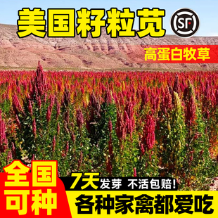 美国籽粒苋种子牧草黑千穗谷高蛋白喂鸡鸭鹅猪牛羊家禽苋菜籽草籽