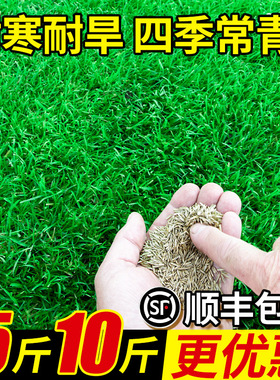 草坪草籽四季常青护坡狗牙根马尼拉种子庭院绿化高羊茅黑麦草皮孑