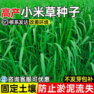小米草种子四季高产鱼塘养殖鱼虾蟹喜食牧草种籽耐水淹水椑草草籽