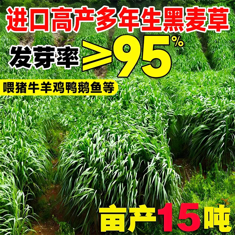 多年生黑麦草种子鱼草籽净种四季进口四倍体高产牧草种子牛羊猪兔