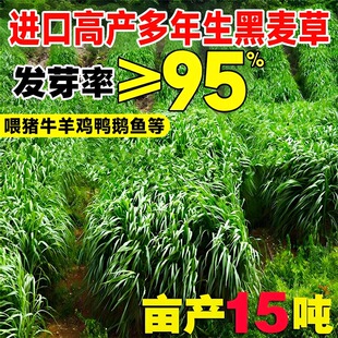 多年生黑麦草种子鱼草籽净种四季进口四倍体高产牧草种子牛羊猪兔