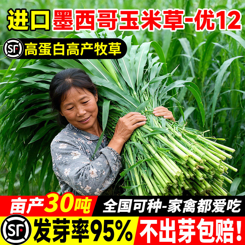 墨西哥玉米草种子四季牧草多年生畜牧养殖草籽高蛋白多汁再生种籽