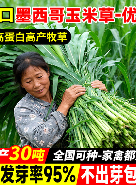 墨西哥玉米草种子四季牧草多年生畜牧养殖草籽高蛋白多汁再生种籽