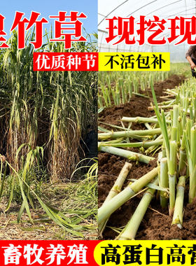新型皇竹草牧草种子南方北方多年生四季高产猪牛羊鸡鸭鹅鱼兔草籽