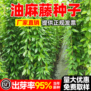 油麻藤种子护坡固土耐旱耐贫瘠草籽工程绿化耐盐耐碱爬藤植物种籽