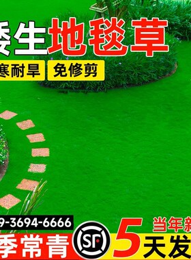 高尔夫地毯草种籽四季长青免修剪耐践踏高档草坪草籽矮生草皮种子