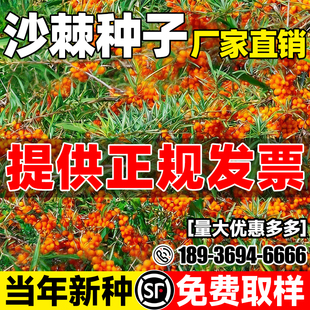 沙棘种籽护坡固土多年生草籽边坡生态修复耐旱耐贫瘠复绿灌木种子