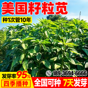 籽粒苋种子耐热耐旱四季高产畜牧养殖牧草种籽家畜喜食高蛋白草籽