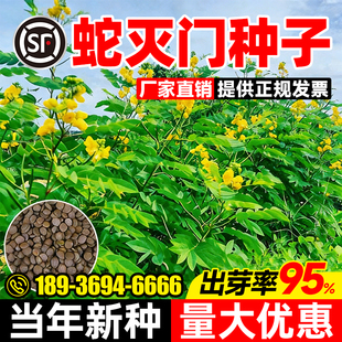 蛇灭门种子四季种植望江南野决明凤仙花蛇倒退防蛇驱蛇植物草种籽