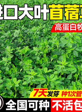 紫花苜蓿种籽大叶牧草种子鱼草鸡鸭鹅羊四季高产高蛋白多年生草籽