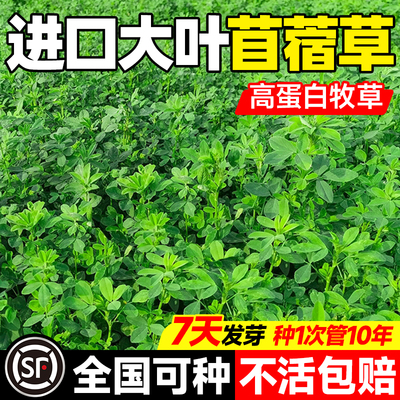 紫花苜蓿种籽大叶牧草种子鱼草鸡鸭鹅羊四季高产高蛋白多年生草籽