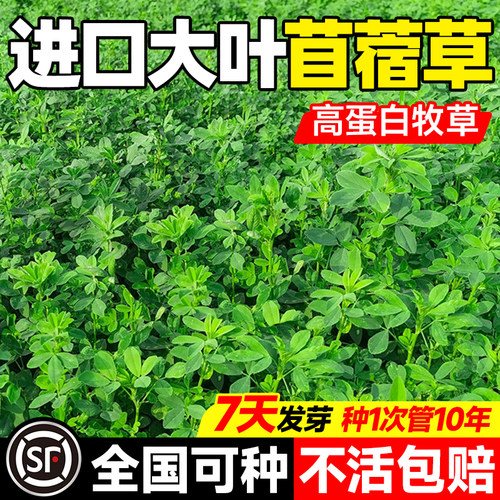 紫花苜蓿种籽大叶牧草种子鱼草鸡鸭鹅羊四季高产高蛋白多年生草籽