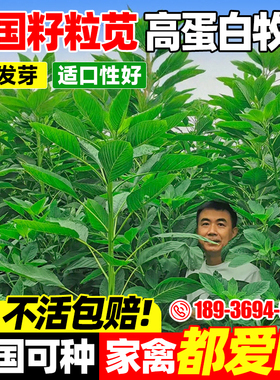 美国籽粒苋种子优质牧草籽高蛋白千穗谷养殖鸡鸭鹅家禽喜食苋菜孑