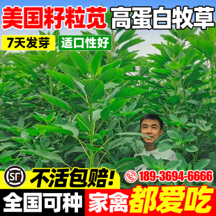 美国籽粒苋种子优质牧草籽高蛋白千穗谷养殖鸡鸭鹅家禽喜食苋菜孑