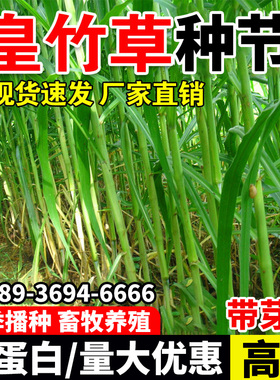 新型皇竹草牧草种子南方北方多年生四季高产猪牛羊鸡鸭鹅鱼兔草籽