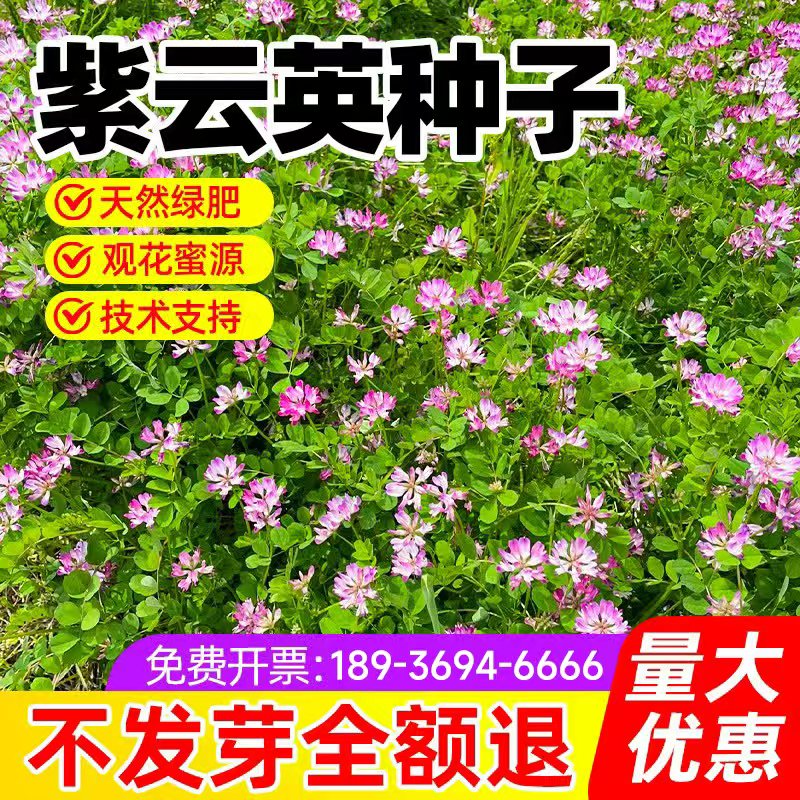 紫云英草种籽红花草子养蜂蜜源果园种植固氮绿肥种子四季牧草种孑